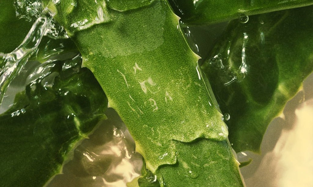 Fresh from New Delhi to Your Fridge: Buying Skincare Online - NB by Ritu Walia